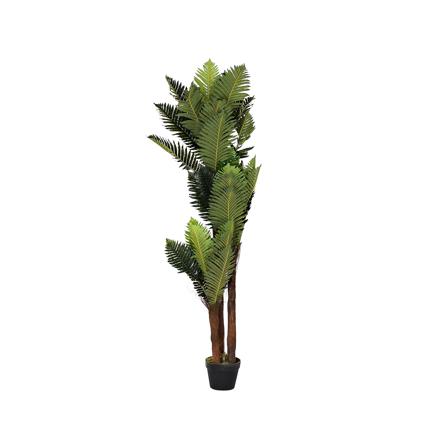 Erva planta pe palmera verde