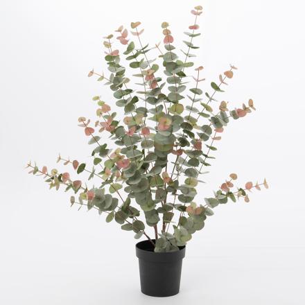 Kepa planta eucaliptus
